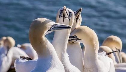 维尔茨造乌龙范戴克失误致丢球 利物浦1-1桑德兰